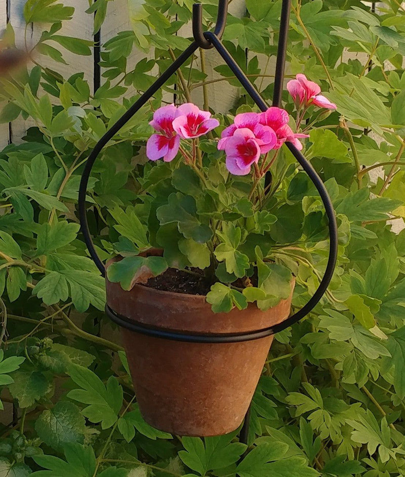 Tear Drop Plant Holder suspending a terracotta pot with blooming pink flowers, perfect for enhancing vertical garden aesthetics.